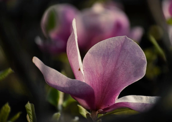one pink magnolia