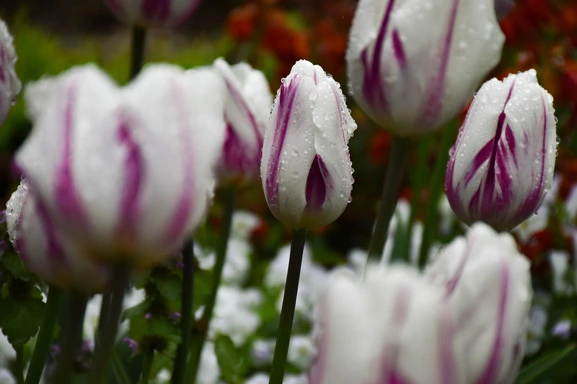 Salzburg tulips with raindrops