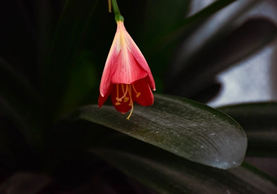 hanging red flower
