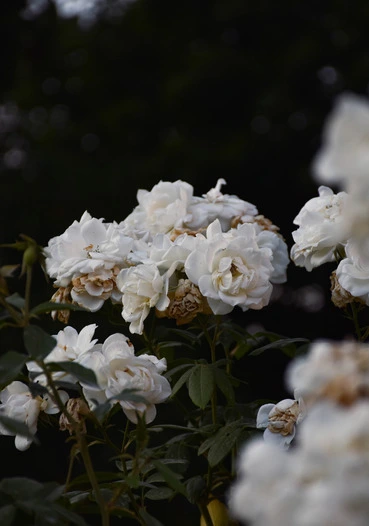bunch of white roses